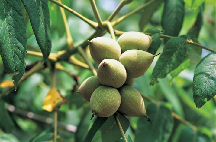 Черный маньчжурский орех