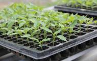 Выращивание рассады в кассетах