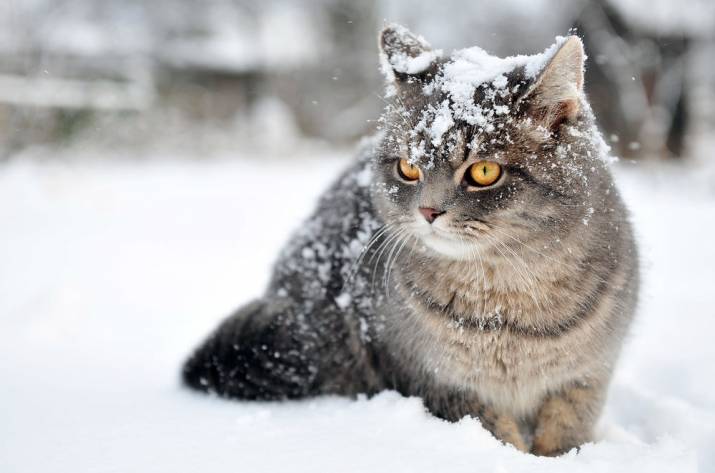Погода в Луганской области на завтра