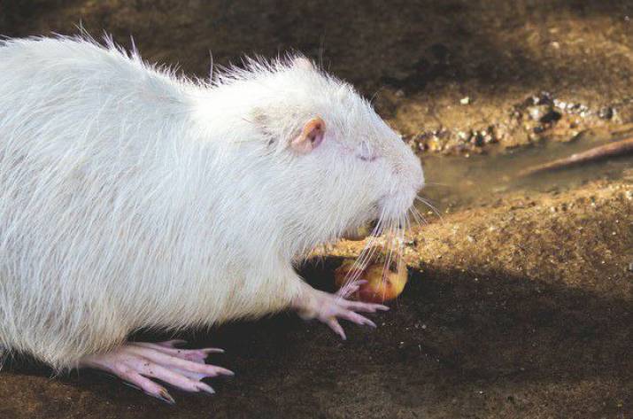 На озере в Северодонецке поселилась нутрия (видео)