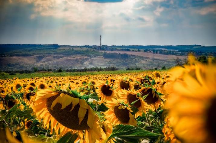 Подсолнухи