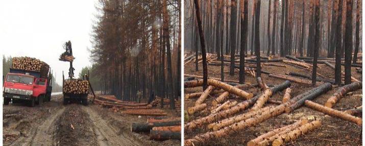 В Луганской области вырубают деревья, пострадавшие во время пожаров