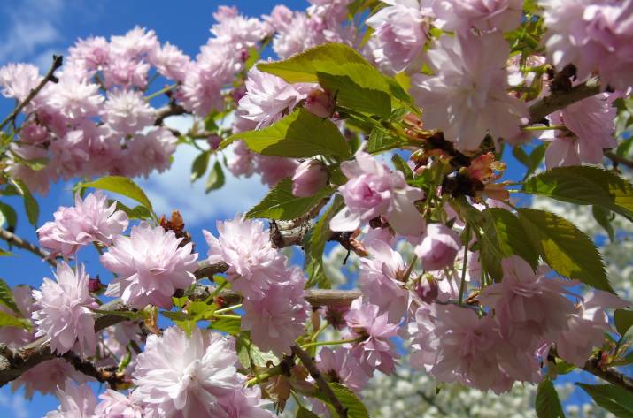 В Сватово расцвели сакуры (фото)