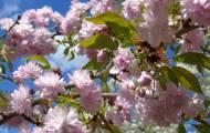 В Сватово расцвели сакуры (фото)