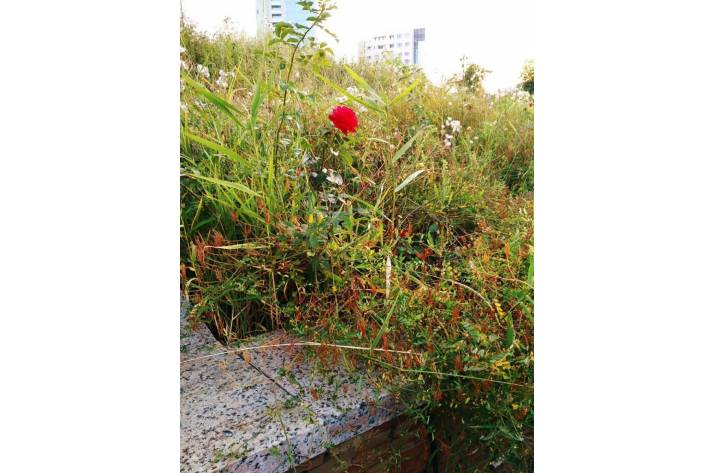 Жители оккупированного Донецка показали, как сейчас выглядит парк Ленинского комсомола у Донбасс-Арены.