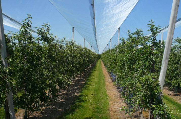 защита урожая от птиц