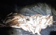 Вчера, 12 августа, на пруду в с. Писаревка выявили нарушение правил рыболовства.