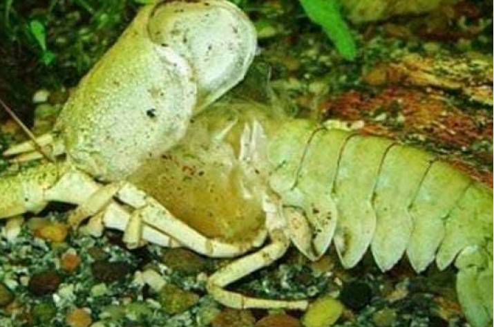 С 20 августа действует запрет на вылов раков в водоемах Луганщины.