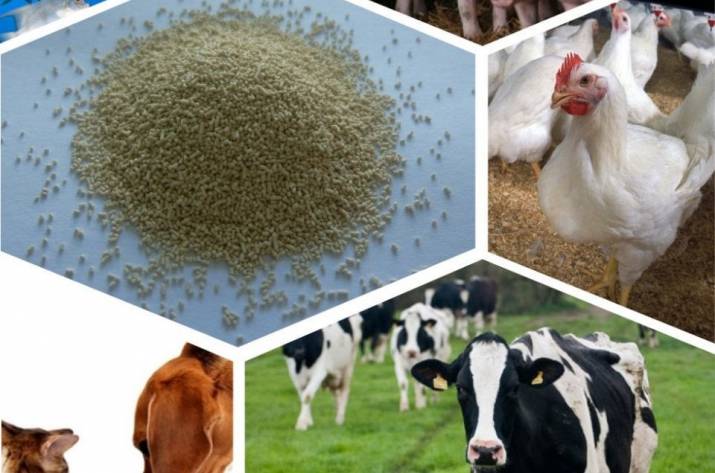 кормовые добавки для животных