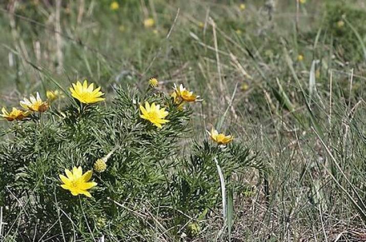 В Донецкой области появился ландшафтный заказник местного значения «Горная долина».