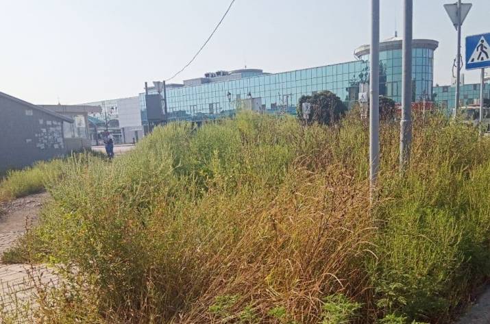 Железнодорожный вокзал в оккупированном Донецке зарос амброзией.