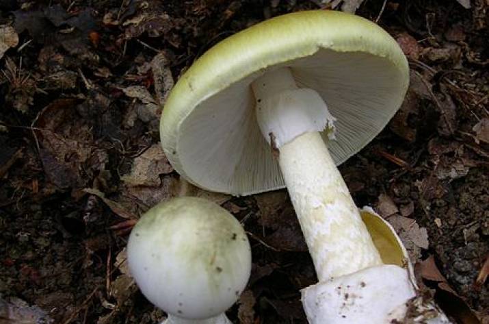 В Луганской области в сентябре зарегистрировано 2 случая отравления грибами.