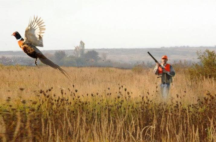 Вчера, 2 октября, на охотничьих угодьях Старобельского района открылся сезон охоты на самца фазана.