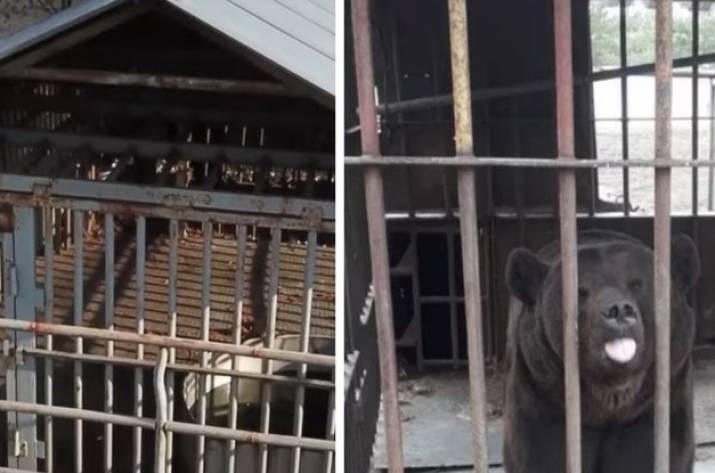 Мэр Кременной Струк заявил, что нашел медведя в лесу и выходил его