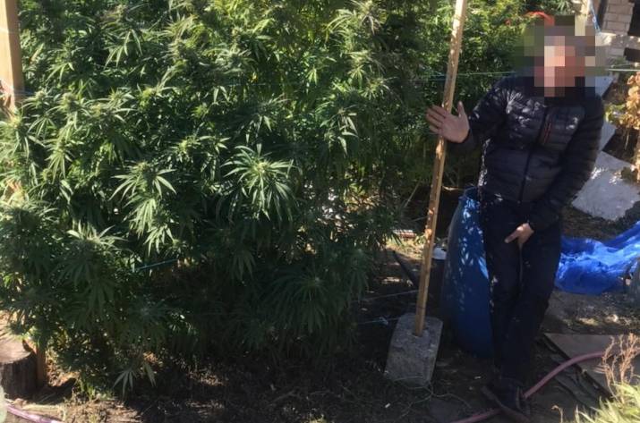 42-летний рубежанин организовал у себя на приусадебном участке плантацию, на которой выращивал растения конопли.