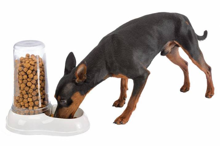 автокормушки для собак