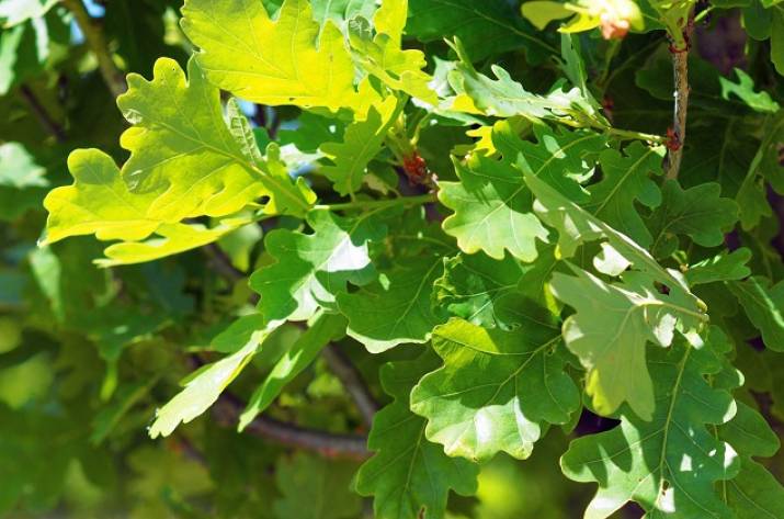 Перша частина 