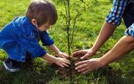 В 2022 году на Луганщине собираются высадить 20 миллионов деревьев