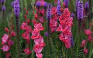 Гладіолуси на клумбі