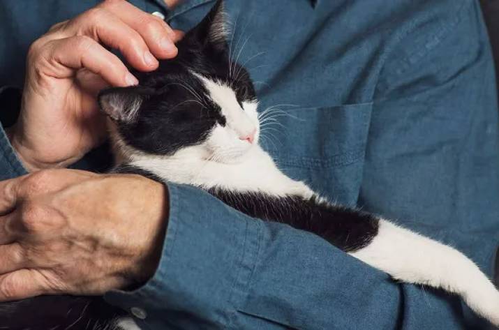 кошка