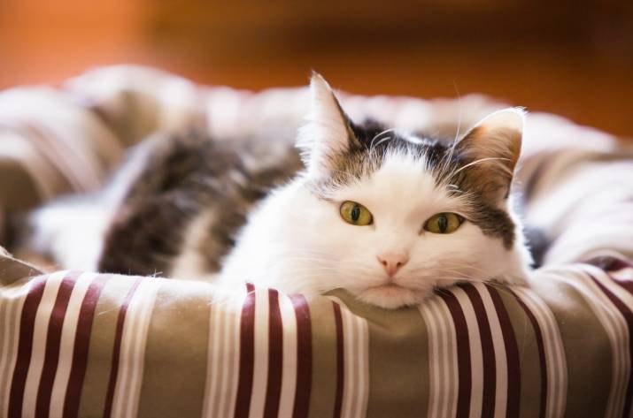 кошка