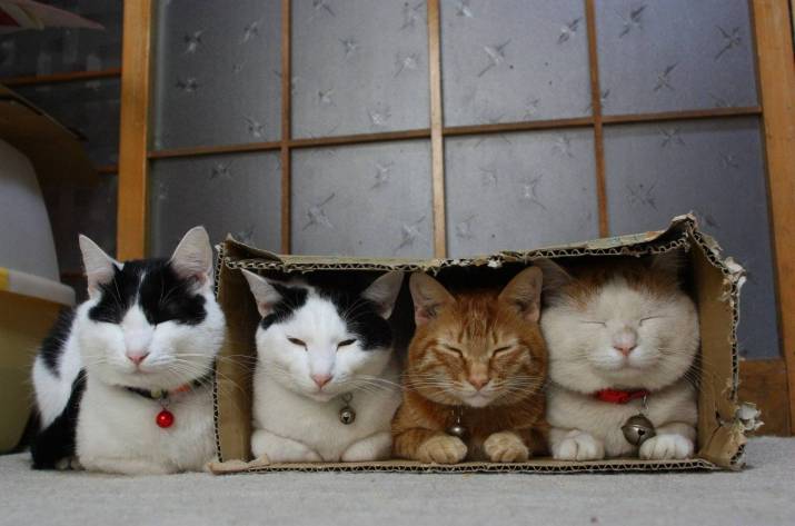 кошки в коробке