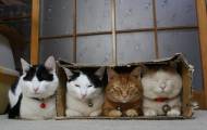 кошки в коробке