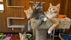 кошки в доме