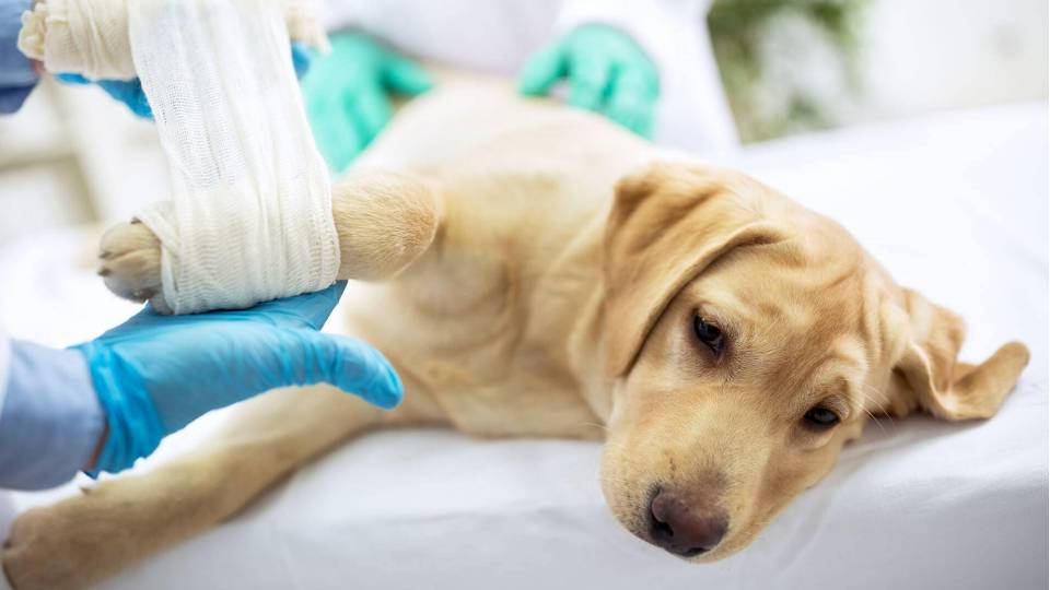 лікування собаки