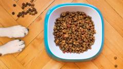 корм для собак