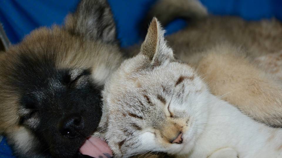 кошка и собака