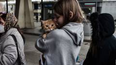 кіт тварина кордон