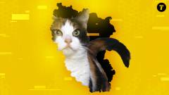 кіт тварина кордон