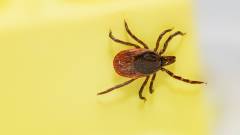 Ілюстративне фото