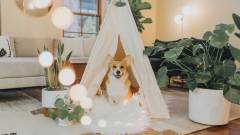 лежанка для собаки