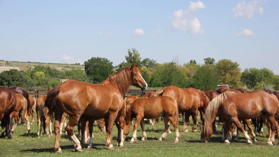 Коні