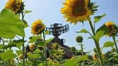 Українська зброя на фоні соняшників