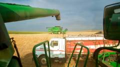 зерно врожай