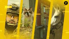 колаж коні люди