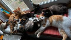 врятовані коти Сєвєродонецька