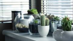 кімнатні рослини