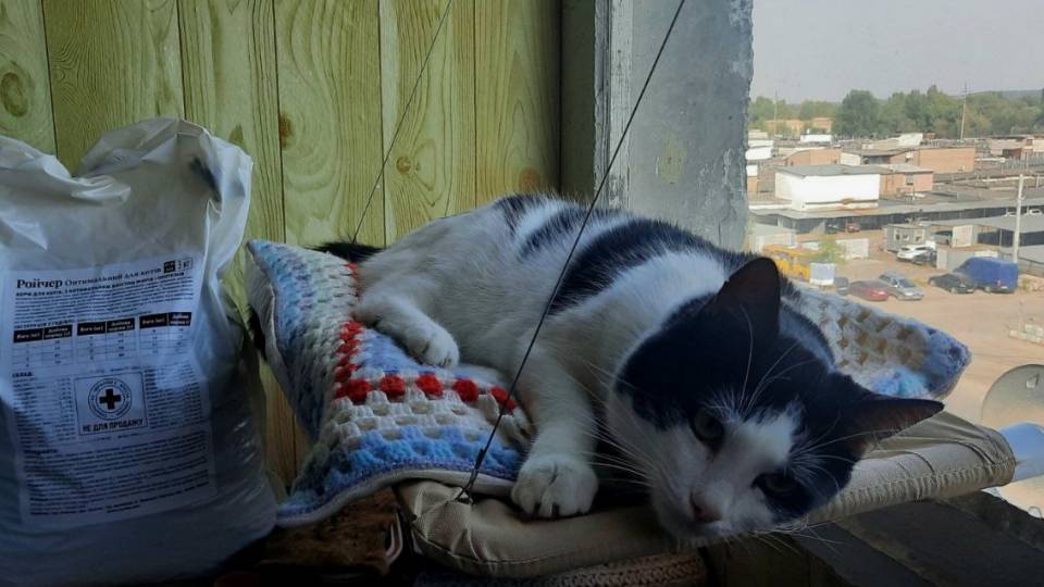 котик