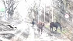 евакуація тварин з Авдіївки