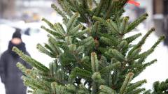 ялинка світа новорічні