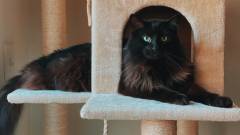 ігровий комплекс для кота