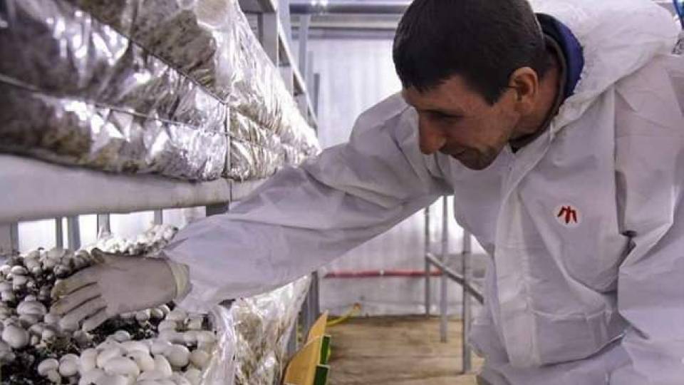 переселенці з Луганщини впо виростили гриби на хмельниччині