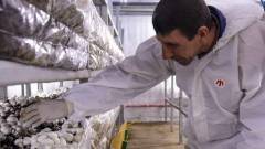 переселенці з Луганщини впо виростили гриби на хмельниччині