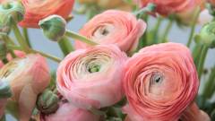 ранункулюс квіти