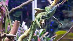 До новорічних свят КиївЗоо підготував експозицію з незвичайними "дракончиками" – шоломоносними василісками.