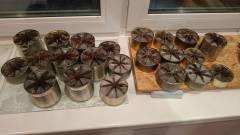 окопні свічки